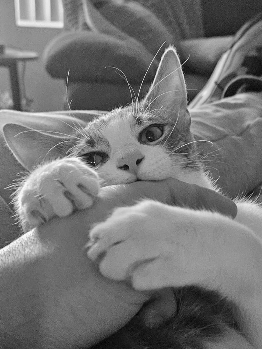A gray and white cat play-biting Trenton's hand, eyes on the camera